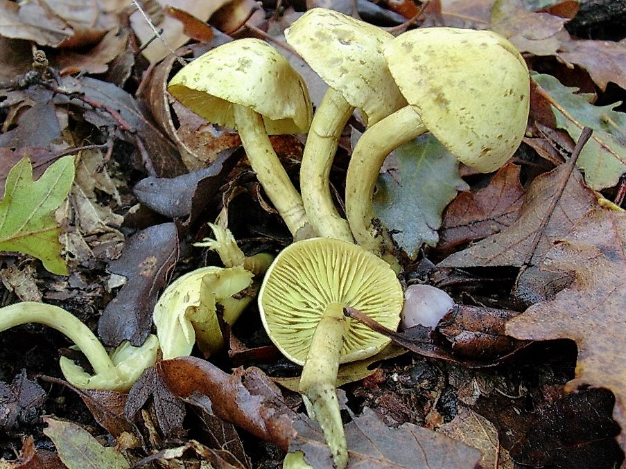 520 Dicembre vecchio ritrovamento